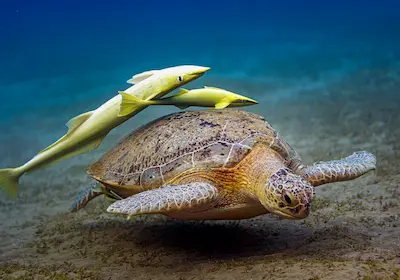 Snorkeling cu țestoase — sejur charter Marsa Alam