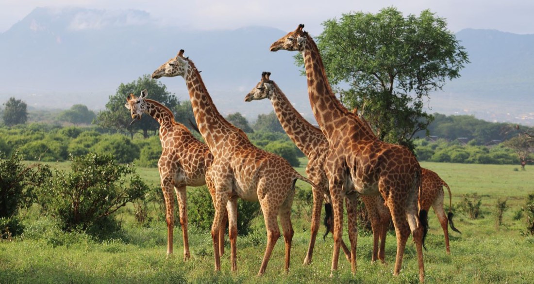 Safari in Kenya — giraffes in the savannah.